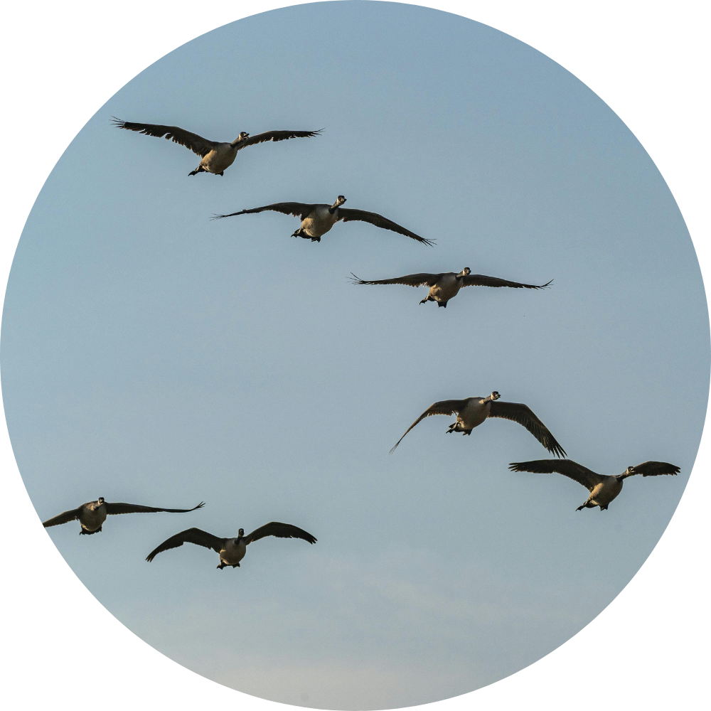 Vogels vliegen in formatie hoog boven